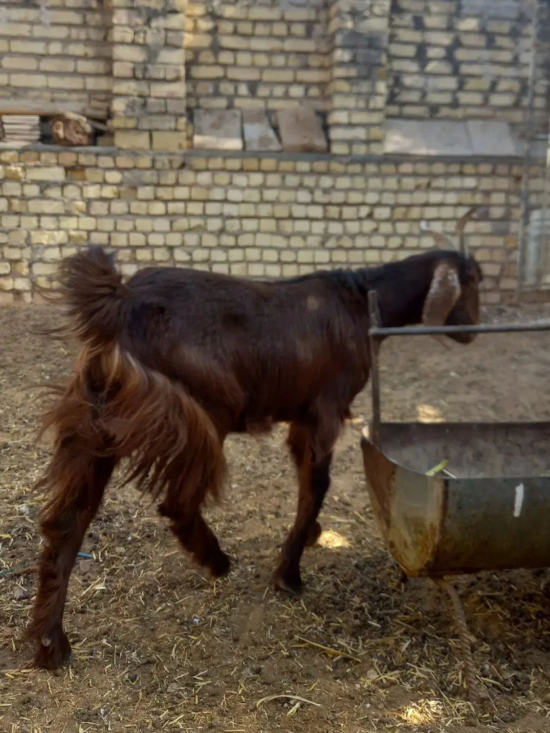 بزکولارآبستن|حیوانات مزرعه|آران و بیدگل, |دیوار