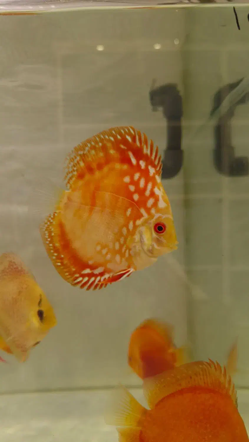 دیسکس درجه یک و حرفه ای|ماهی|کرج, گلشهر|دیوار