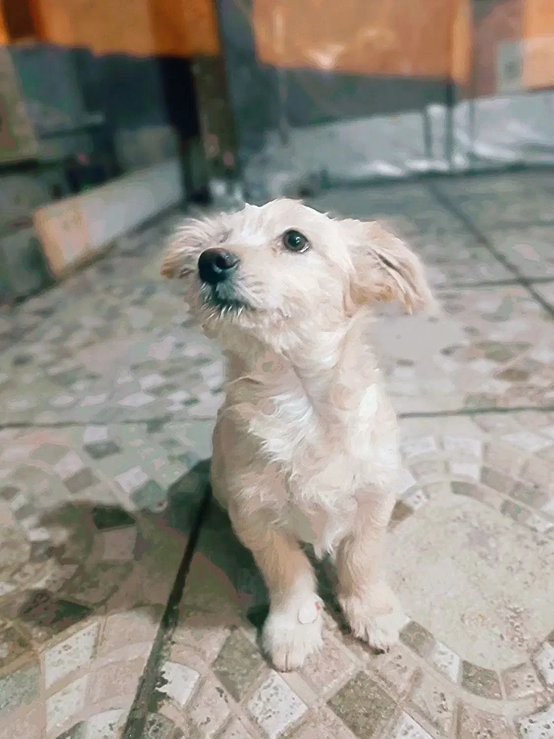 واگذاری|سگ|ساوه, |دیوار