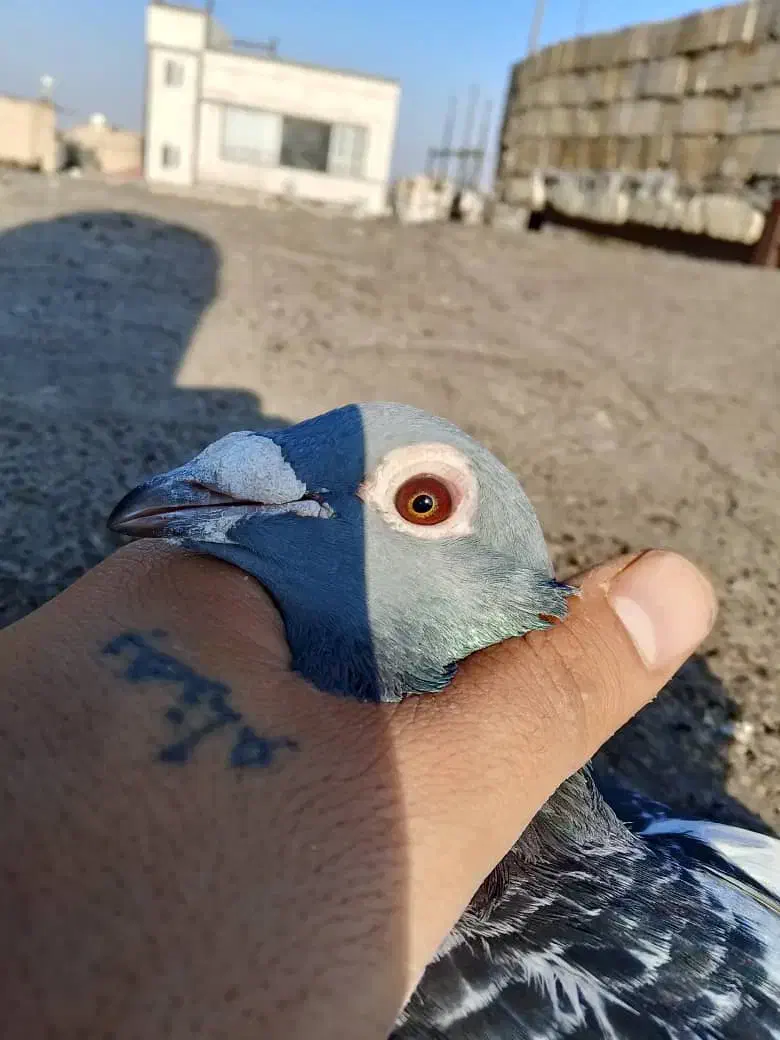 اردن مسافتی پلاکی|پرنده|چناران, |دیوار