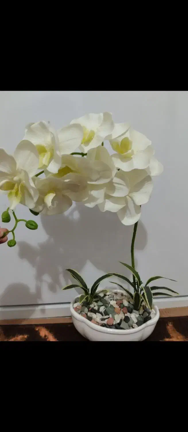 گل ارکیده نو|گل مصنوعی|تبریز, |دیوار