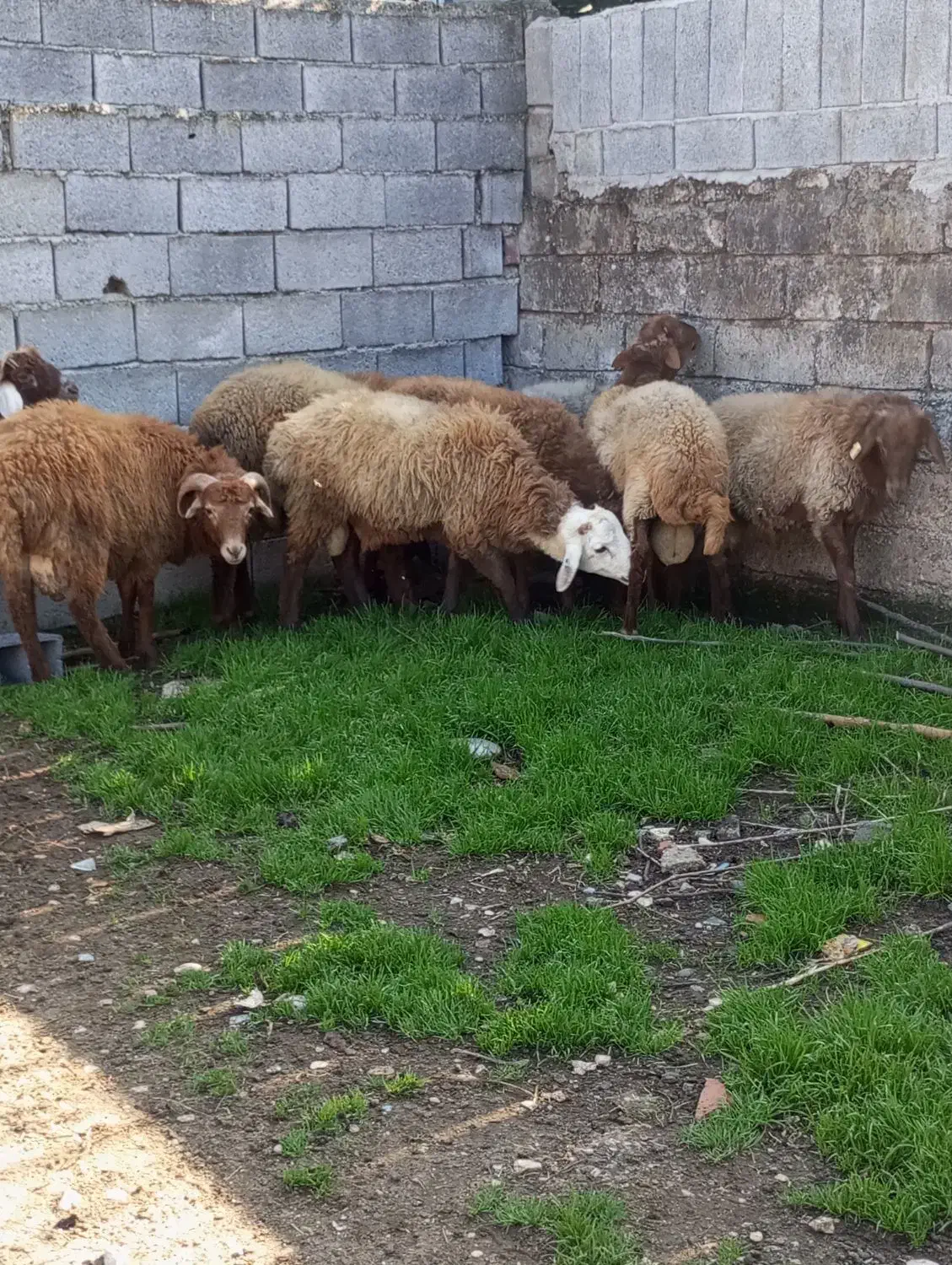 گوسفندبره نر|حیوانات مزرعه|جویبار, |دیوار