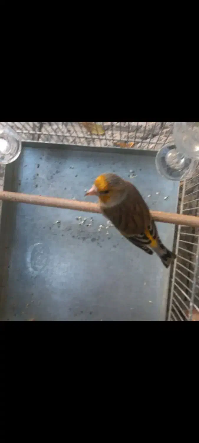 سهره قناری زیبا مست بخون|پرنده|قرچک, مهدیه|دیوار