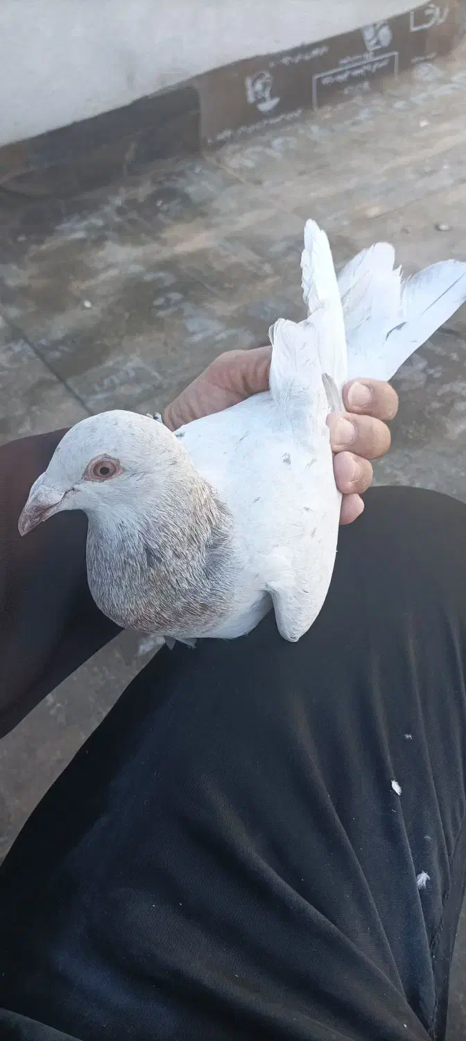 حلزون|خزنده|گناباد, |دیوار