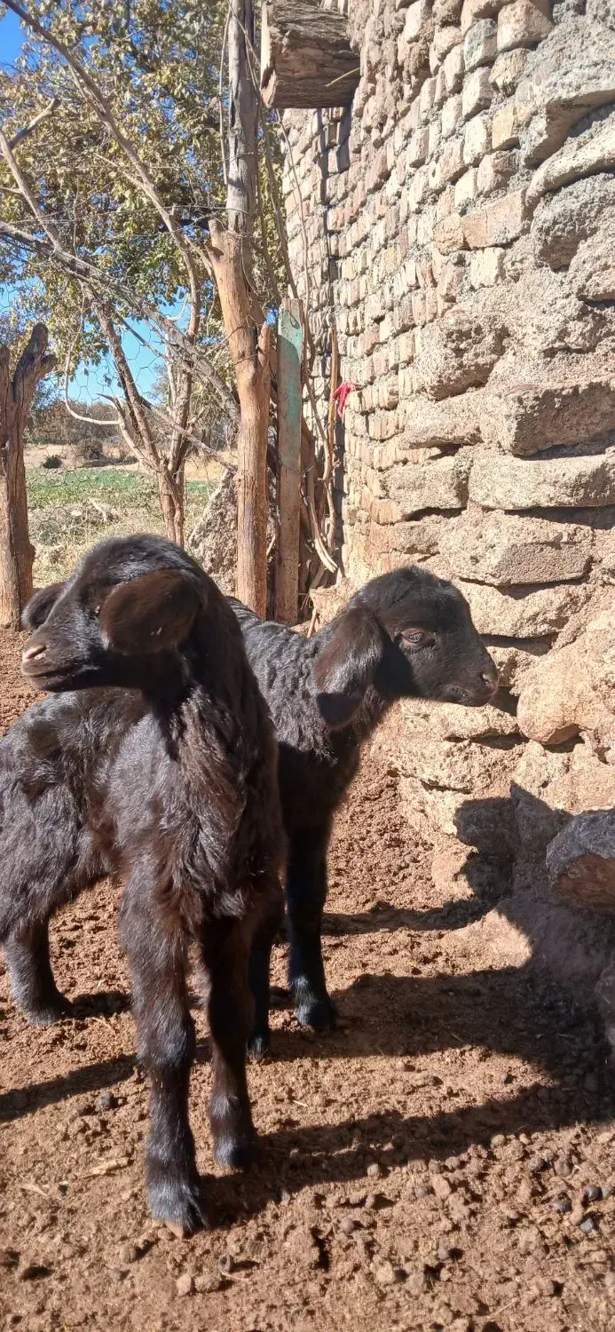 باعرض  سلام دوعدد بره ماده افشاری سالم وسرحال...|حیوانات مزرعه|هرسین, |دیوار