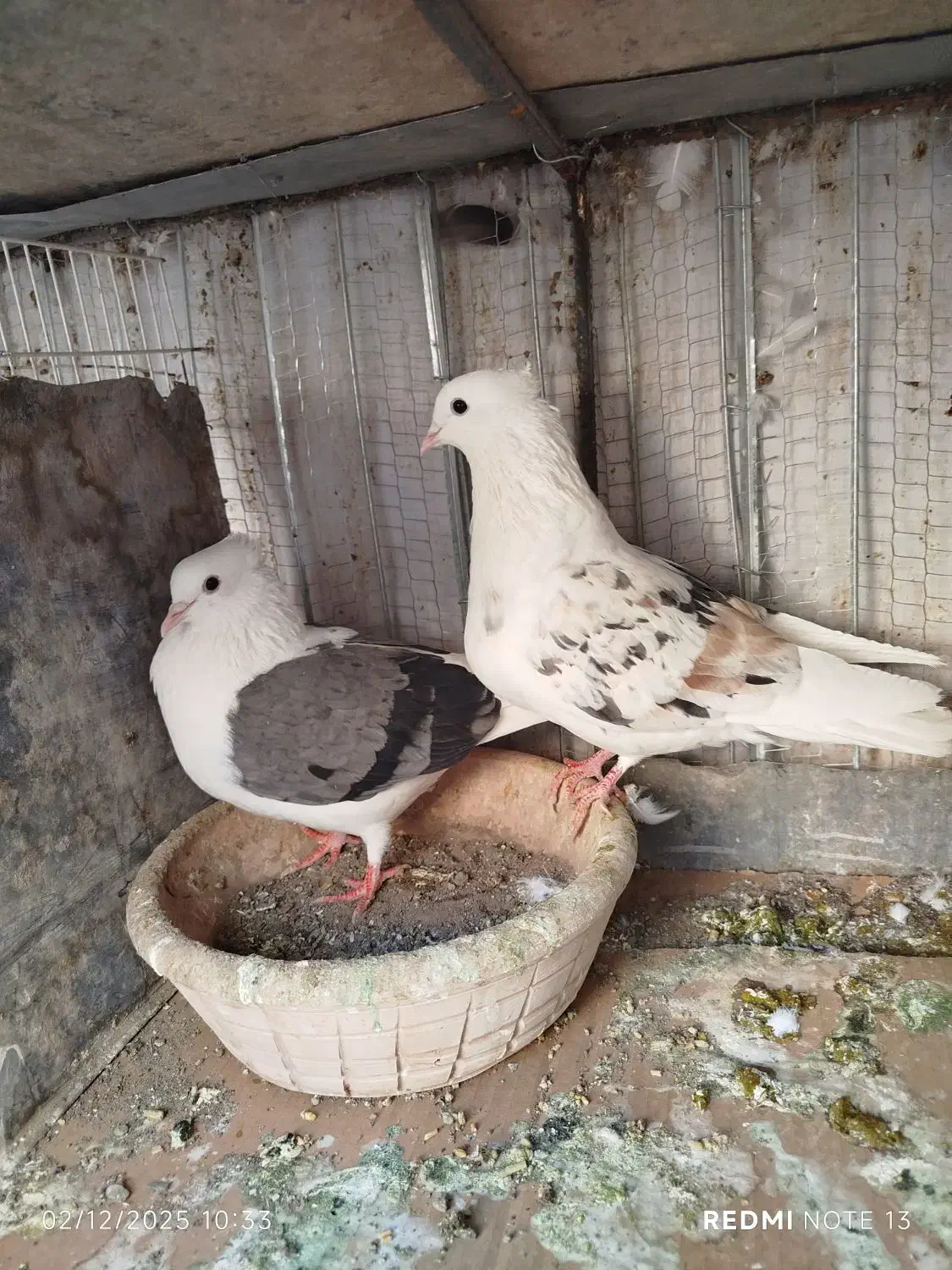 پشت هفت رنگ و سبز و زرد|پرنده|بیرجند, |دیوار