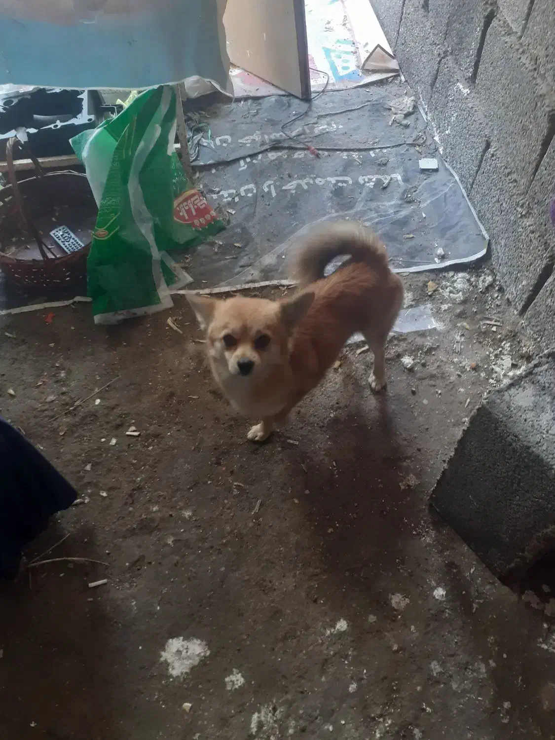 سگ سرقتی|حیوانات|خرمشهر, |دیوار