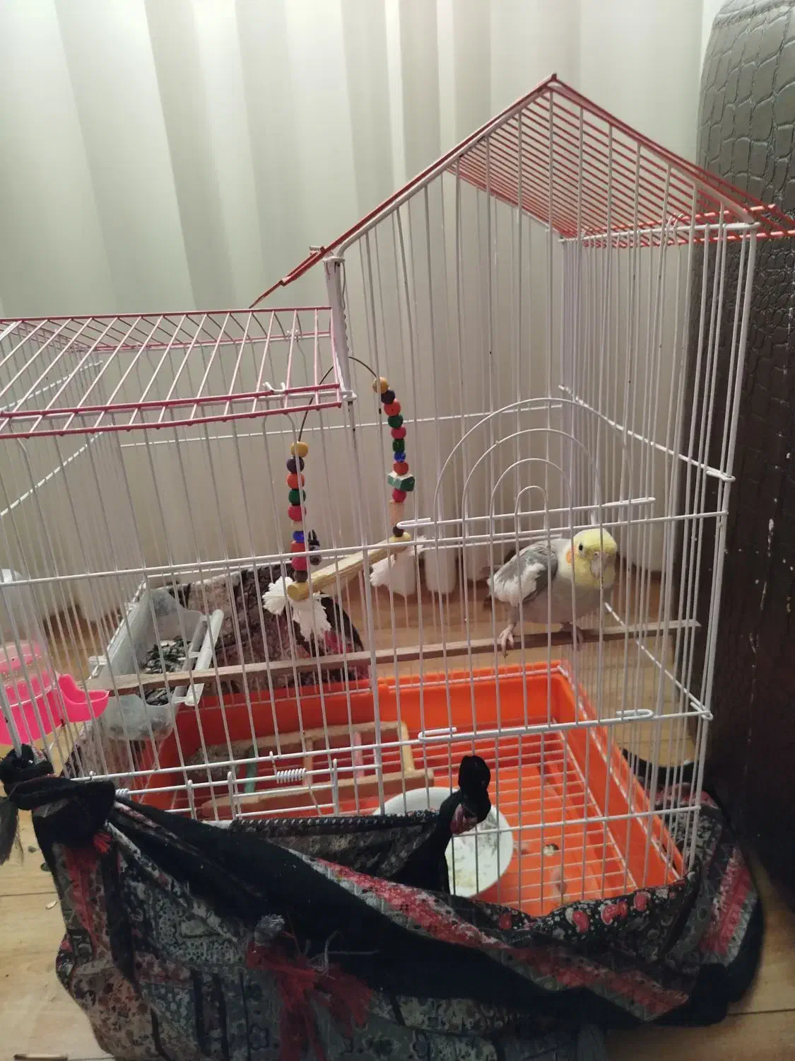 عروس هلندی|پرنده|کلاله, |دیوار