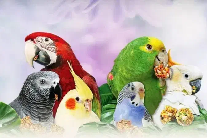 پرنده پیدا شده|حیوانات|مشهد, بهمن|دیوار