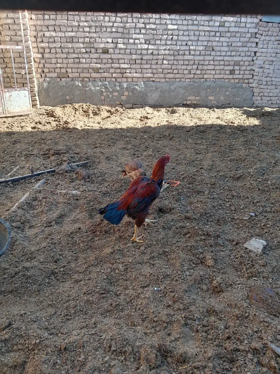 خروس لاری اصیل|حیوانات مزرعه|تربتحیدریه, میدان مرکزی|دیوار