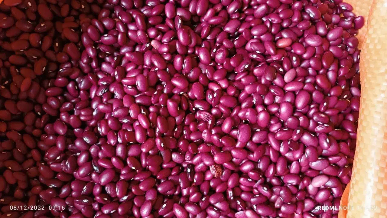 انواع لوبیا و حبوبات|خوردنی و آشامیدنی|ایلام, |دیوار