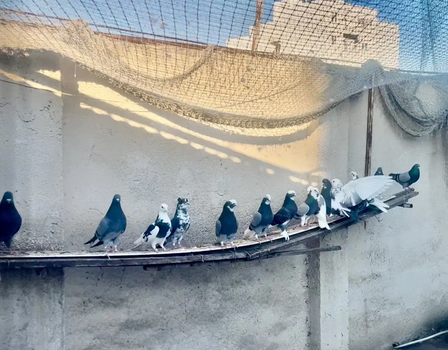 کبوتر|پرنده|ساری, |دیوار