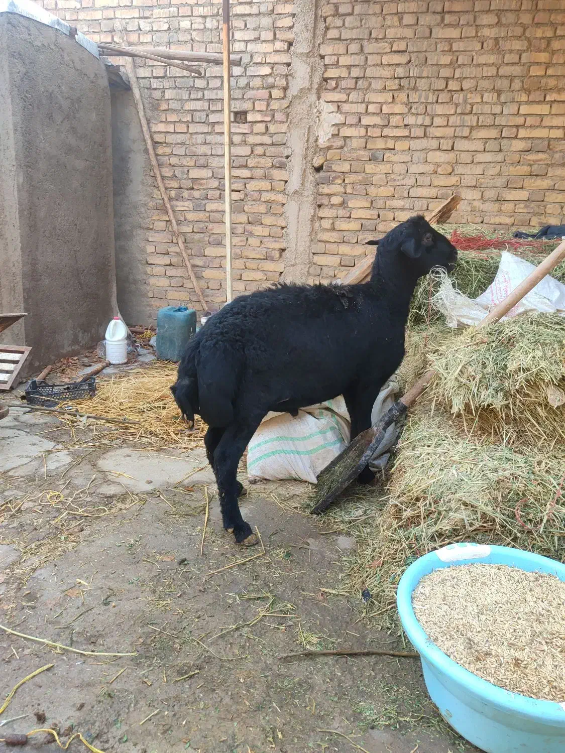 بره قوچ قره قزل لخت مناسب برای نسل کشی|حیوانات مزرعه|سجاس رود, |دیوار