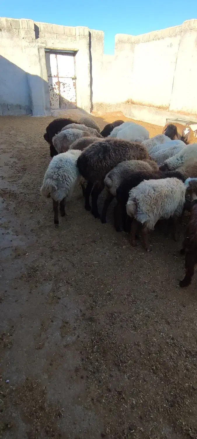 بره نر ماده چاق|حیوانات مزرعه|بجنورد, |دیوار