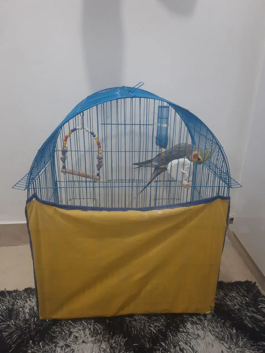 عروس هلندی|پرنده|الوند, |دیوار