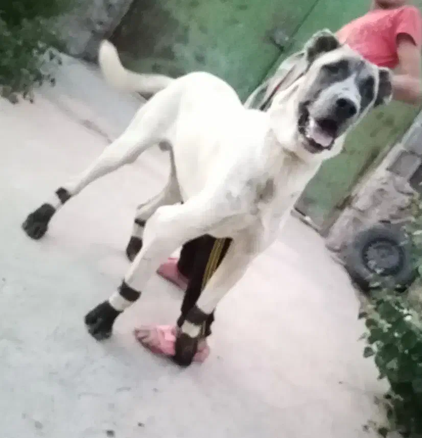 سگ سرابی|سگ|نیشابور, مازول|دیوار