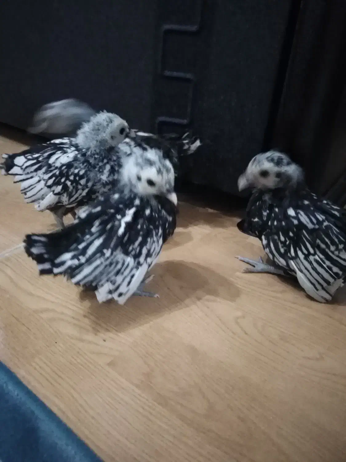 جوجه مینیاتوری|حیوانات مزرعه|کرج, حصارک بالا|دیوار