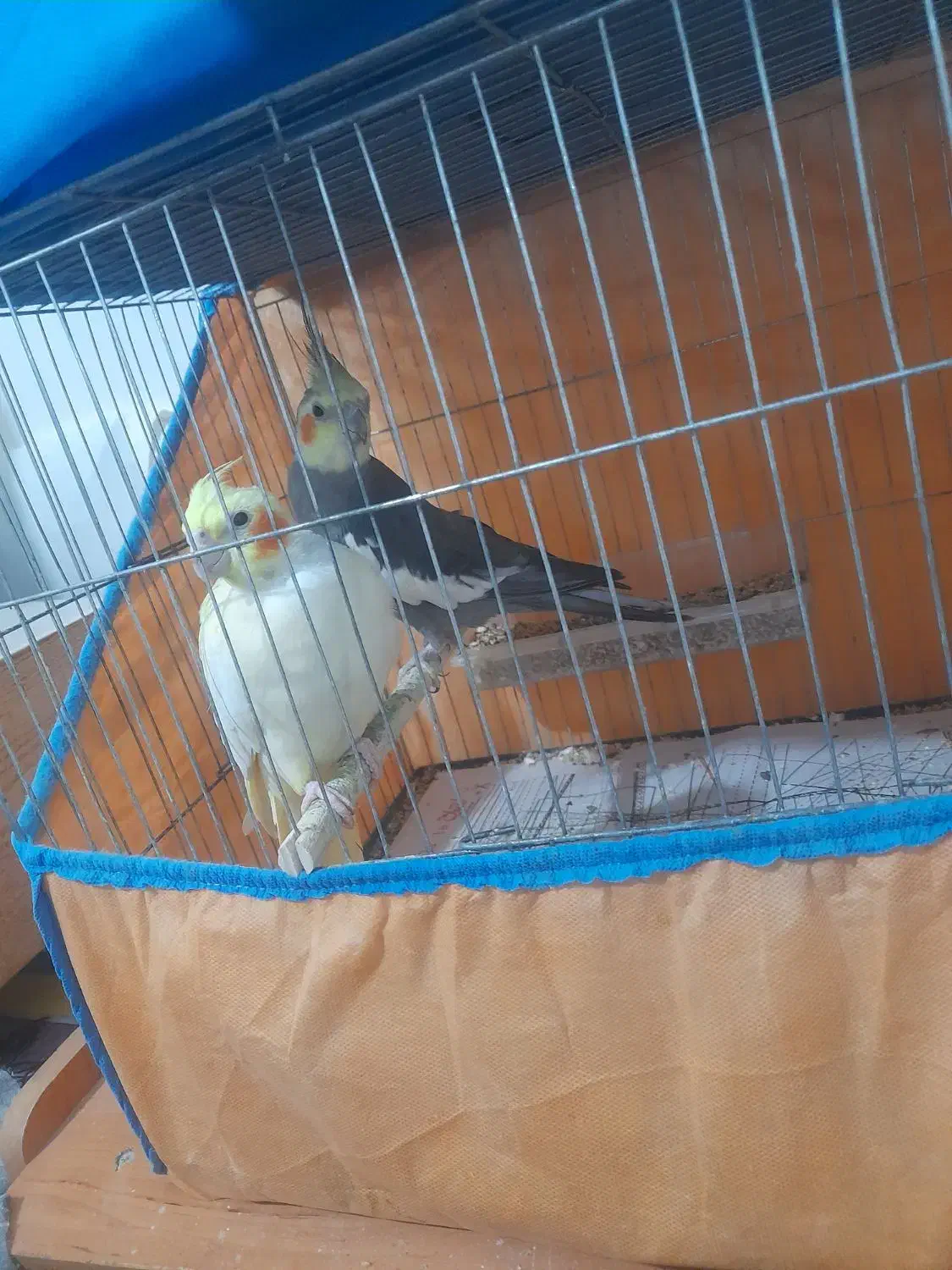 عروس هلندی بالغ جوجه داده|پرنده|رشت, حمیدیان|دیوار