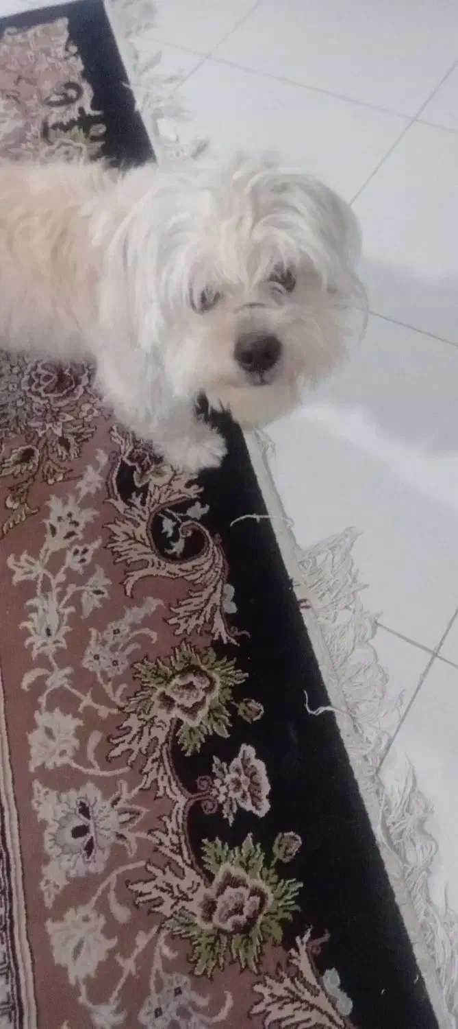 واگذاری سگ|سگ|بهارستان, |دیوار