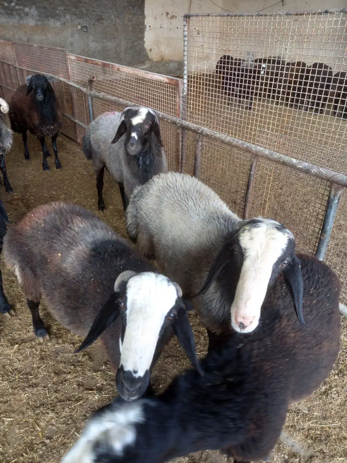 قوچ|حیوانات مزرعه|کهریزک, |دیوار