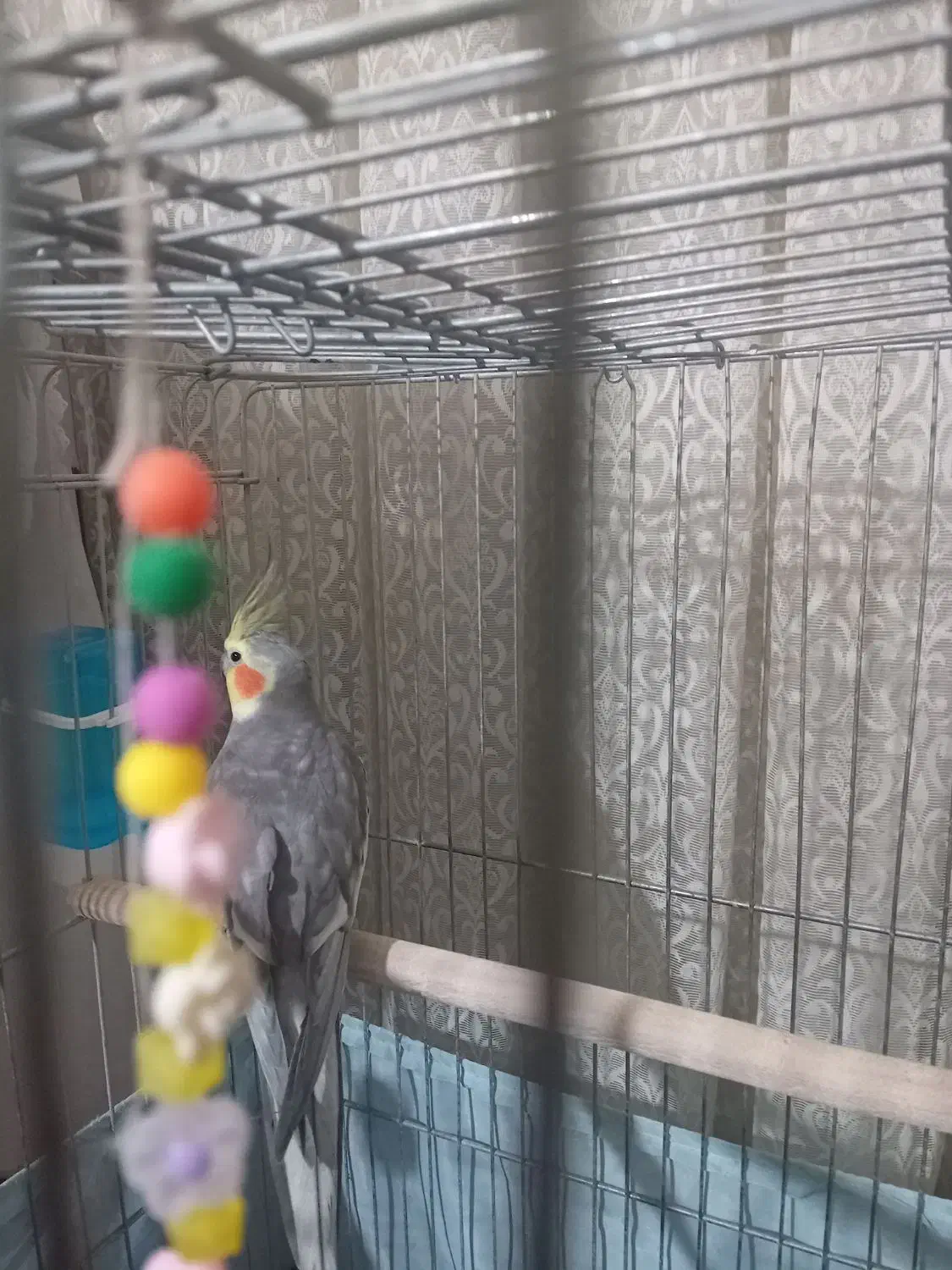 عروس هلندی سخنگو|پرنده|رباطکریم, رباطکریم|دیوار