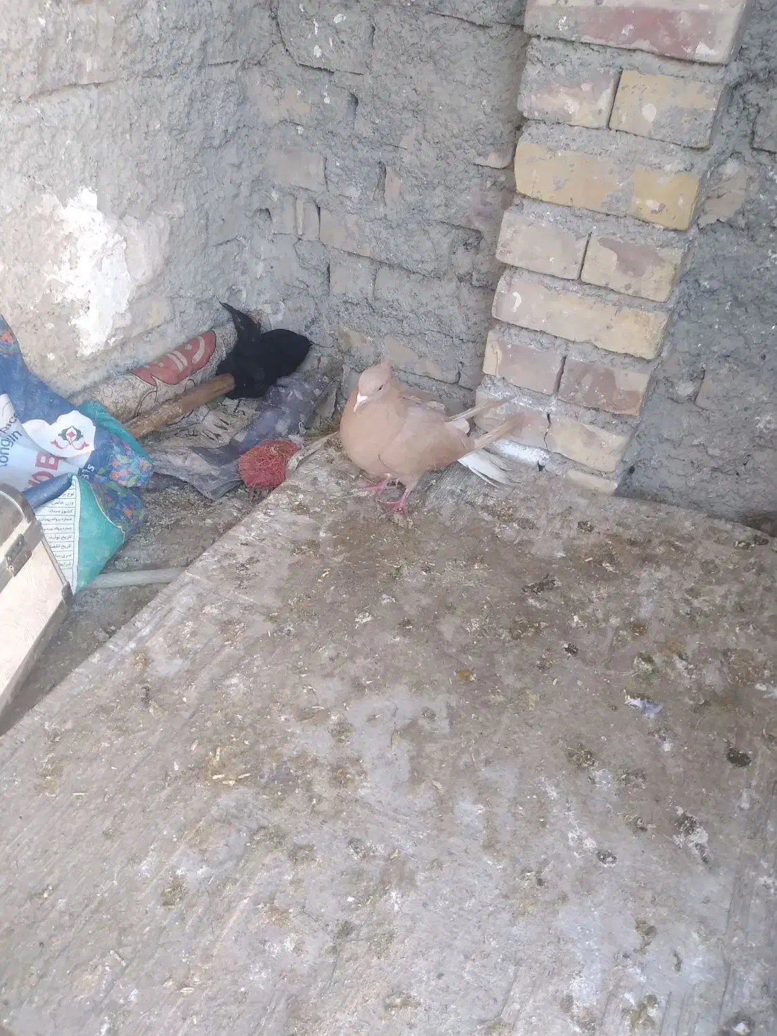 کبوتر|پرنده|چناران, |دیوار