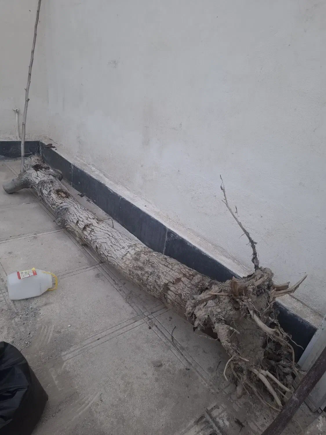 تنه درخت|گل و گیاه طبیعی|محمدشهر, محمدشهر|دیوار