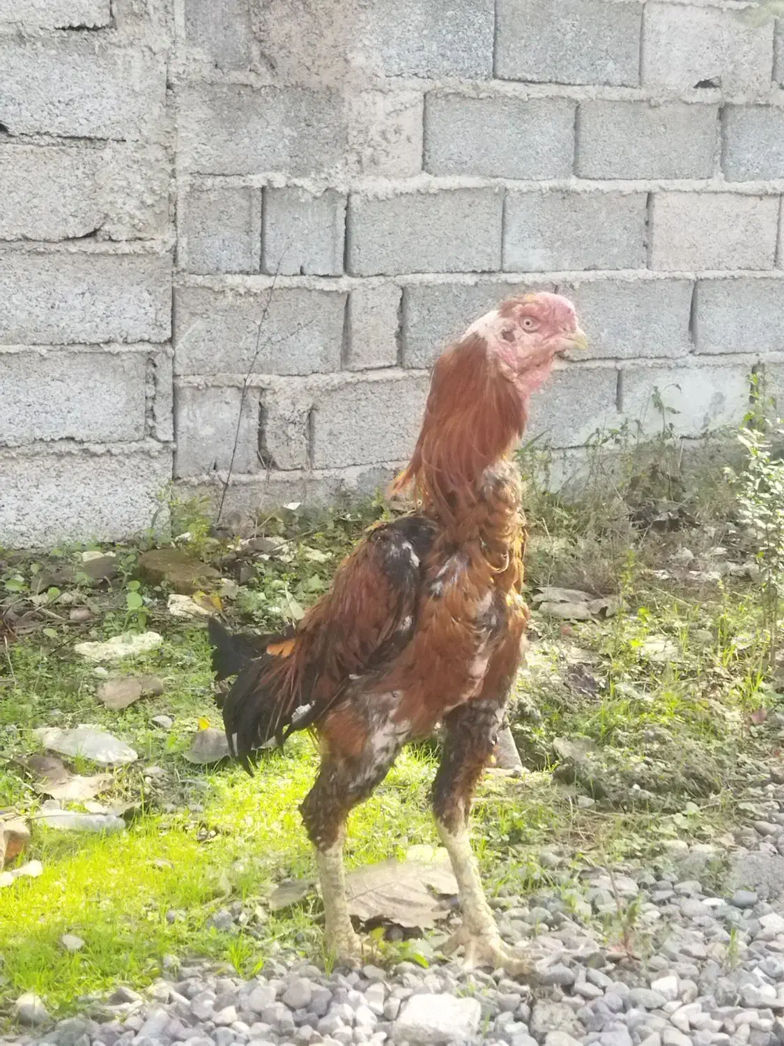 خروس لاری اصیل|حیوانات مزرعه|رودبنه, |دیوار