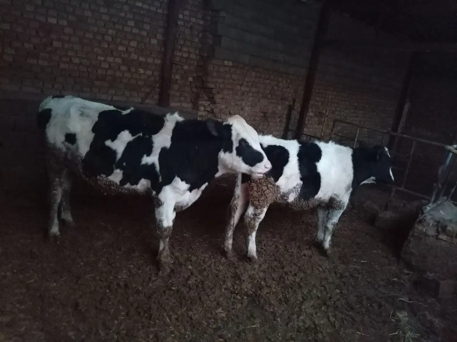 گاو نر|حیوانات مزرعه|چناران, |دیوار