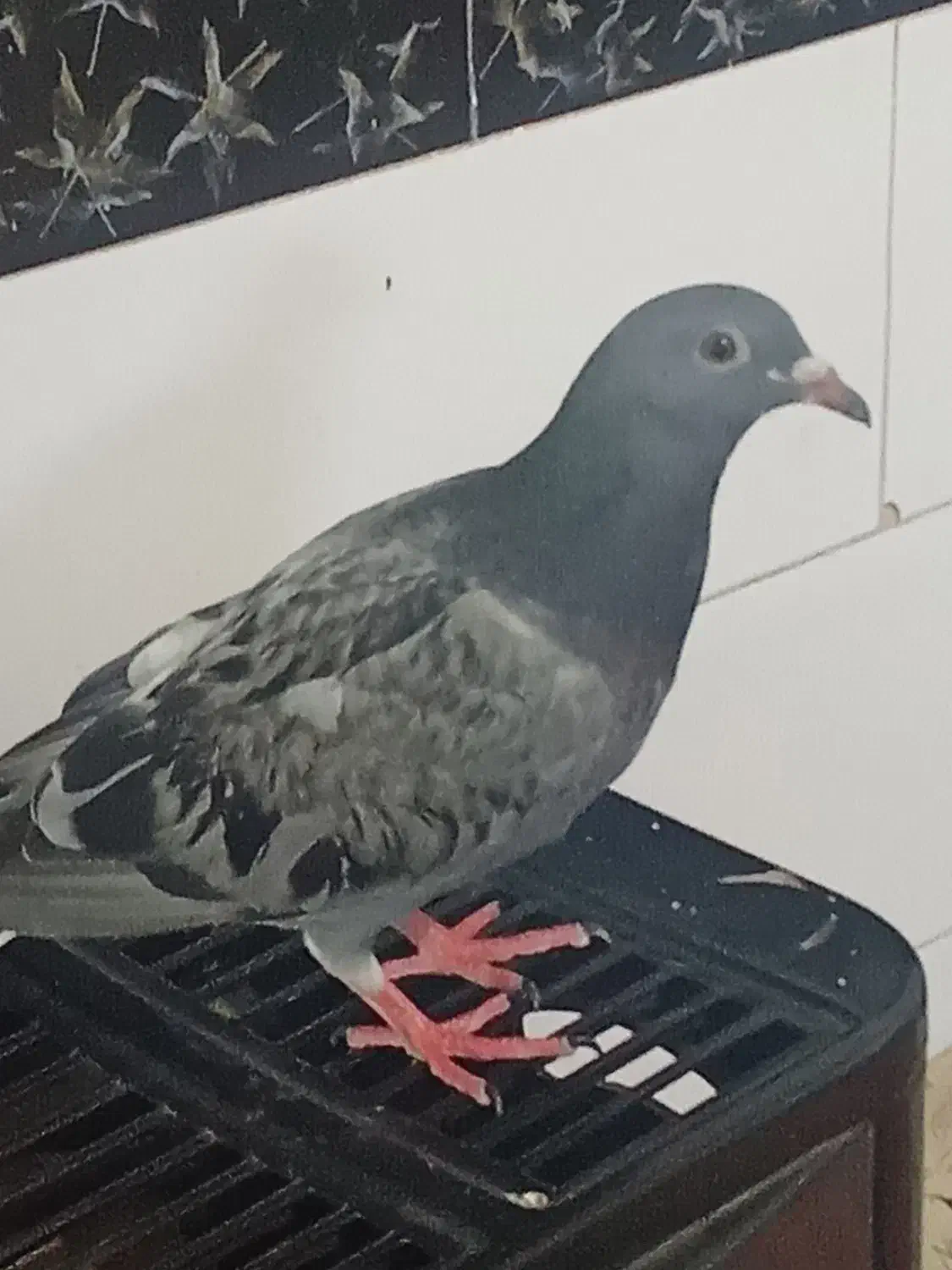 کبوتر خوشگل و خوش رنگ|پرنده|آبیک, |دیوار