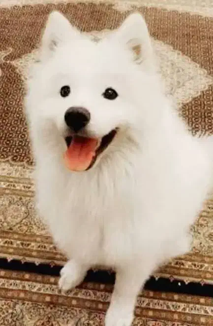 سگ پاکوتا پیدا شده|حیوانات|زنجان, |دیوار