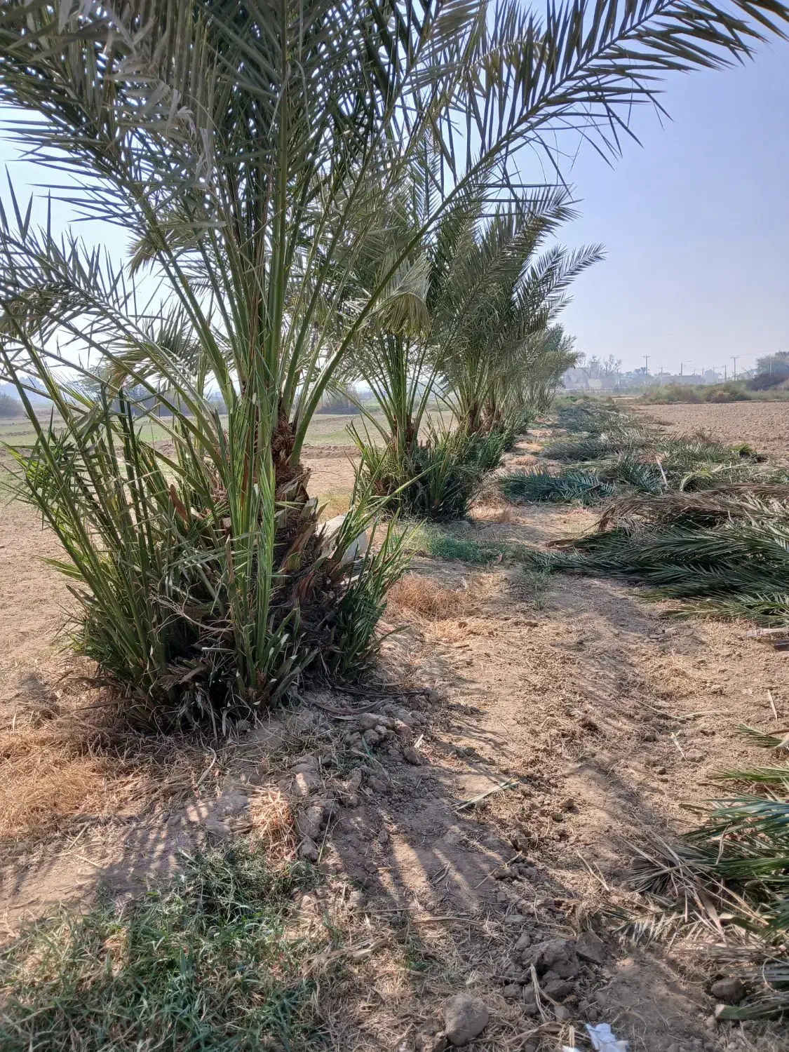 نخل درگمبوعه بزرگ|خدمات باغبانی و درختکاری|حمیدیه, |دیوار