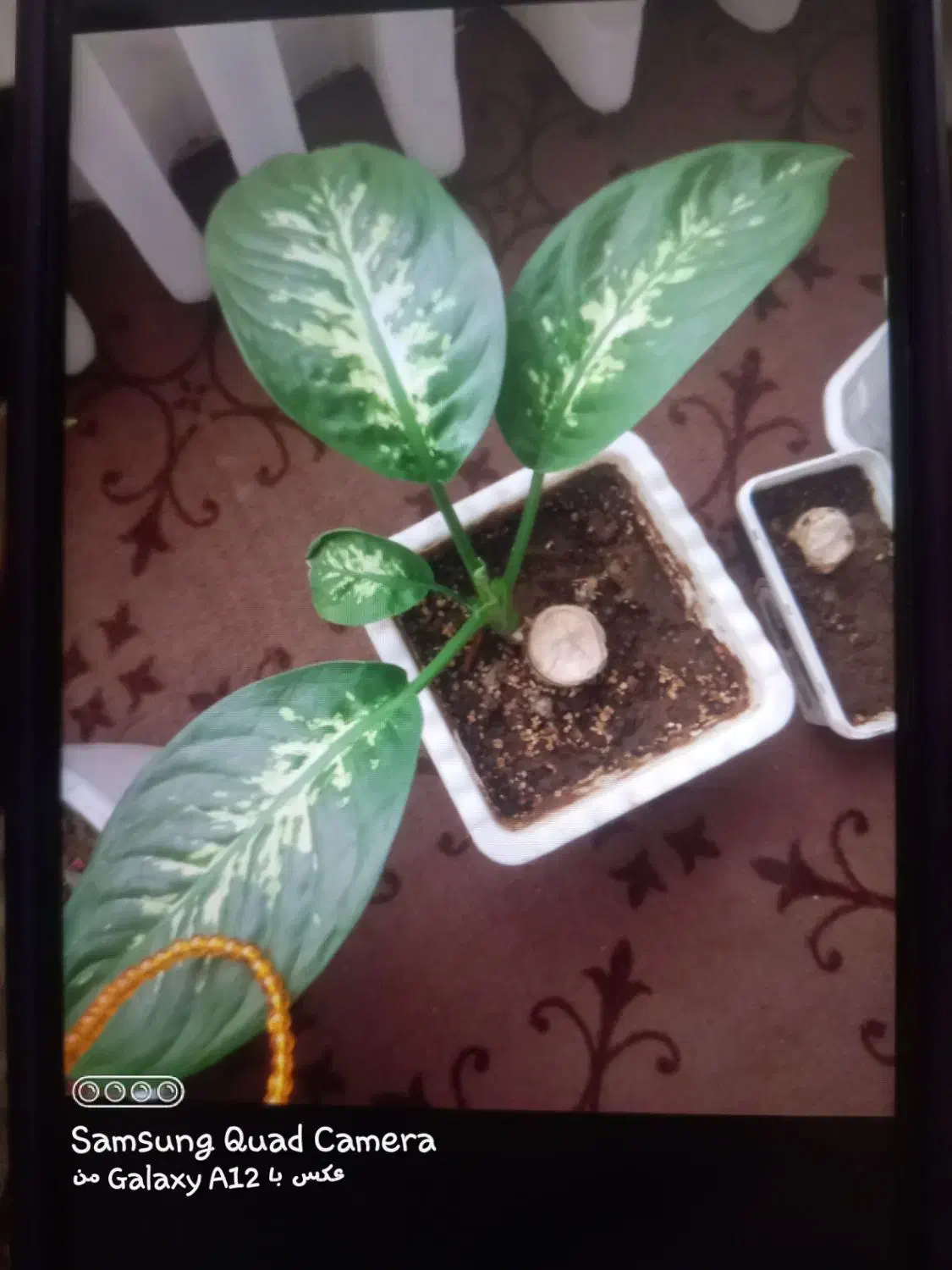 گل دیفن سرحال وشاداب|گل و گیاه طبیعی|اسدآباد, |دیوار