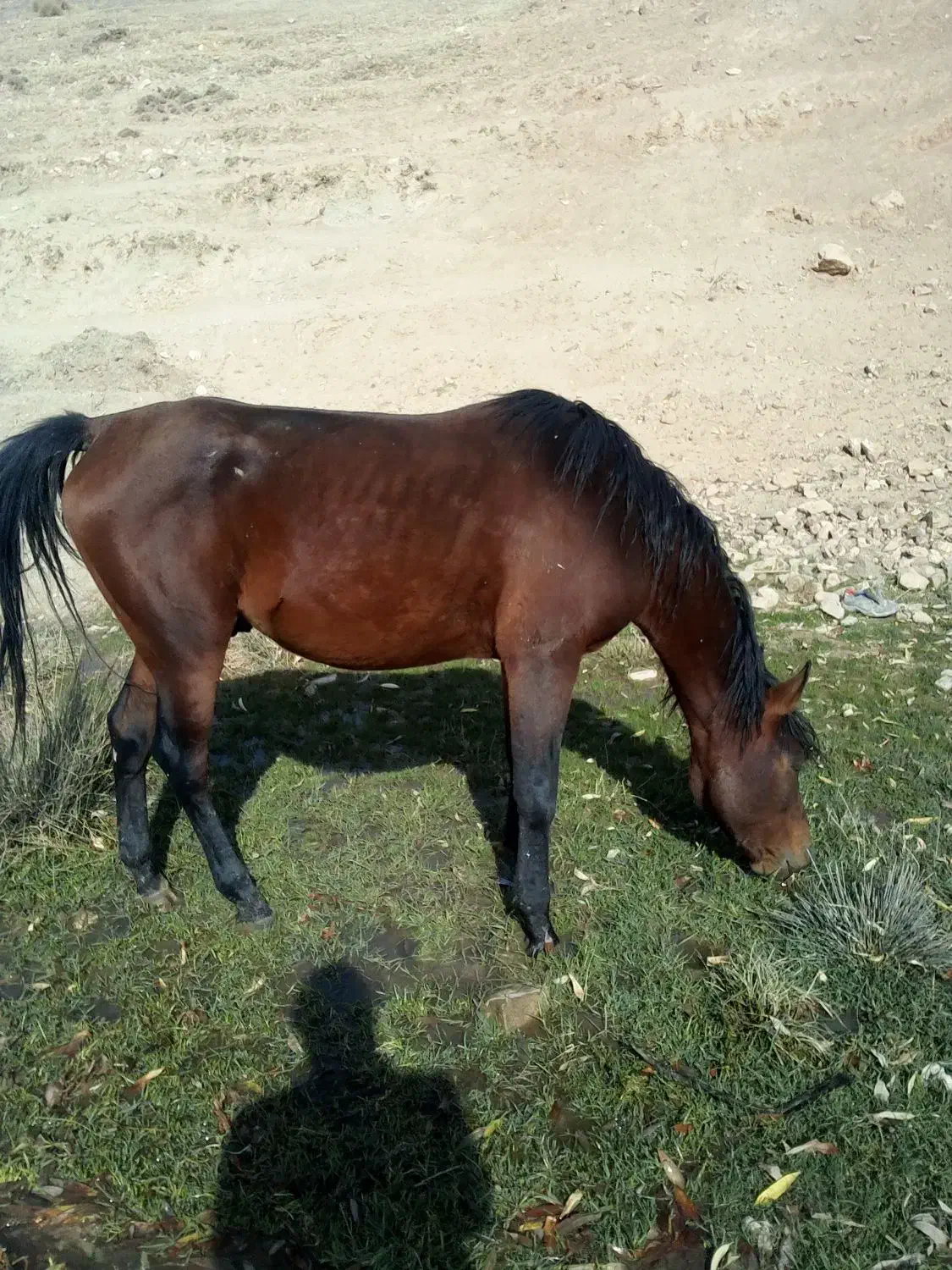 یه اسب کردویه مادیان کرد|اسب و تجهیزات اسب‌سواری|ارومیه, |دیوار