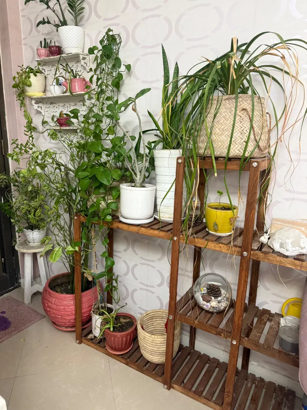 پایه استند گل|صنایع دستی و سایر لوازم تزئینی|بندرعباس, |دیوار