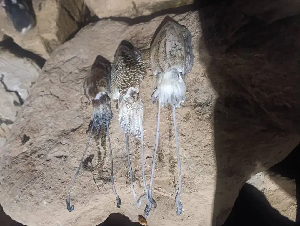 ماهی|ماهی|بوشهر, |دیوار