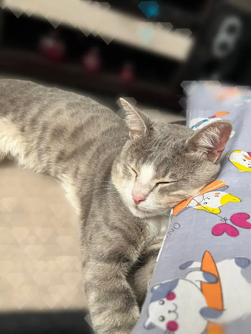 گربه‌گمشده|حیوانات|لاهیجان, شهرک جانبازان|دیوار