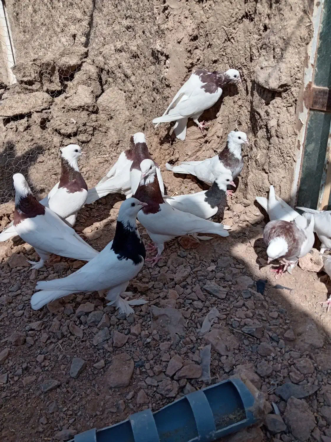 طوق نر و ماده|پرنده|هلالی, |دیوار