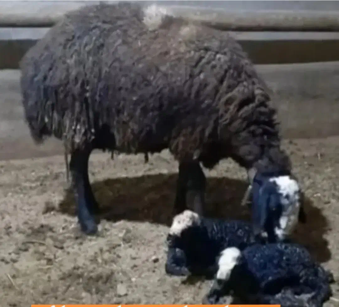 دیشـنری گوسفندbotre بره|خدمات آموزشی|بردسیر, |دیوار