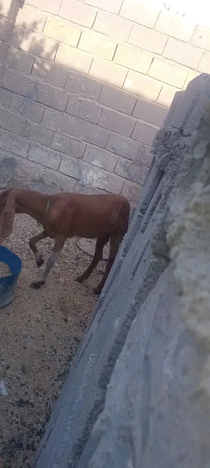 بز درجه یک قیمت پای مامعله ابسن|حیوانات مزرعه|بندر دیر, |دیوار