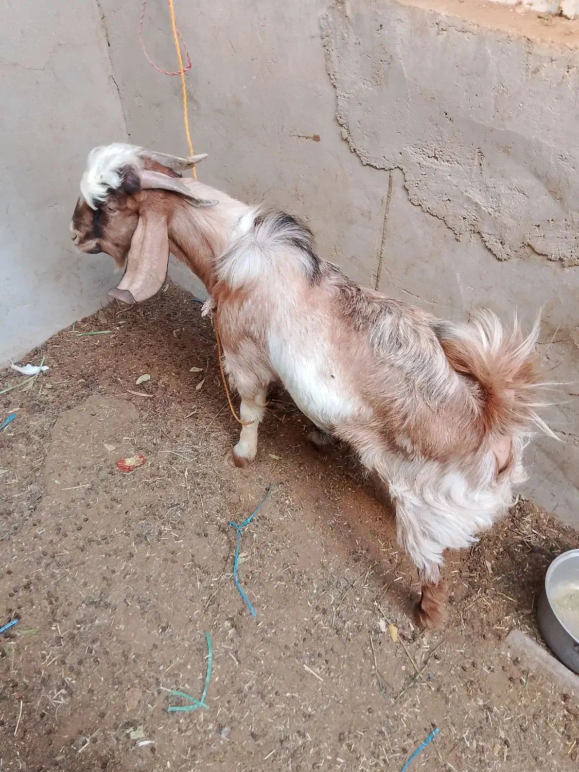 پازن وتیشتر برخورده|حیوانات مزرعه|بندر گناوه, |دیوار