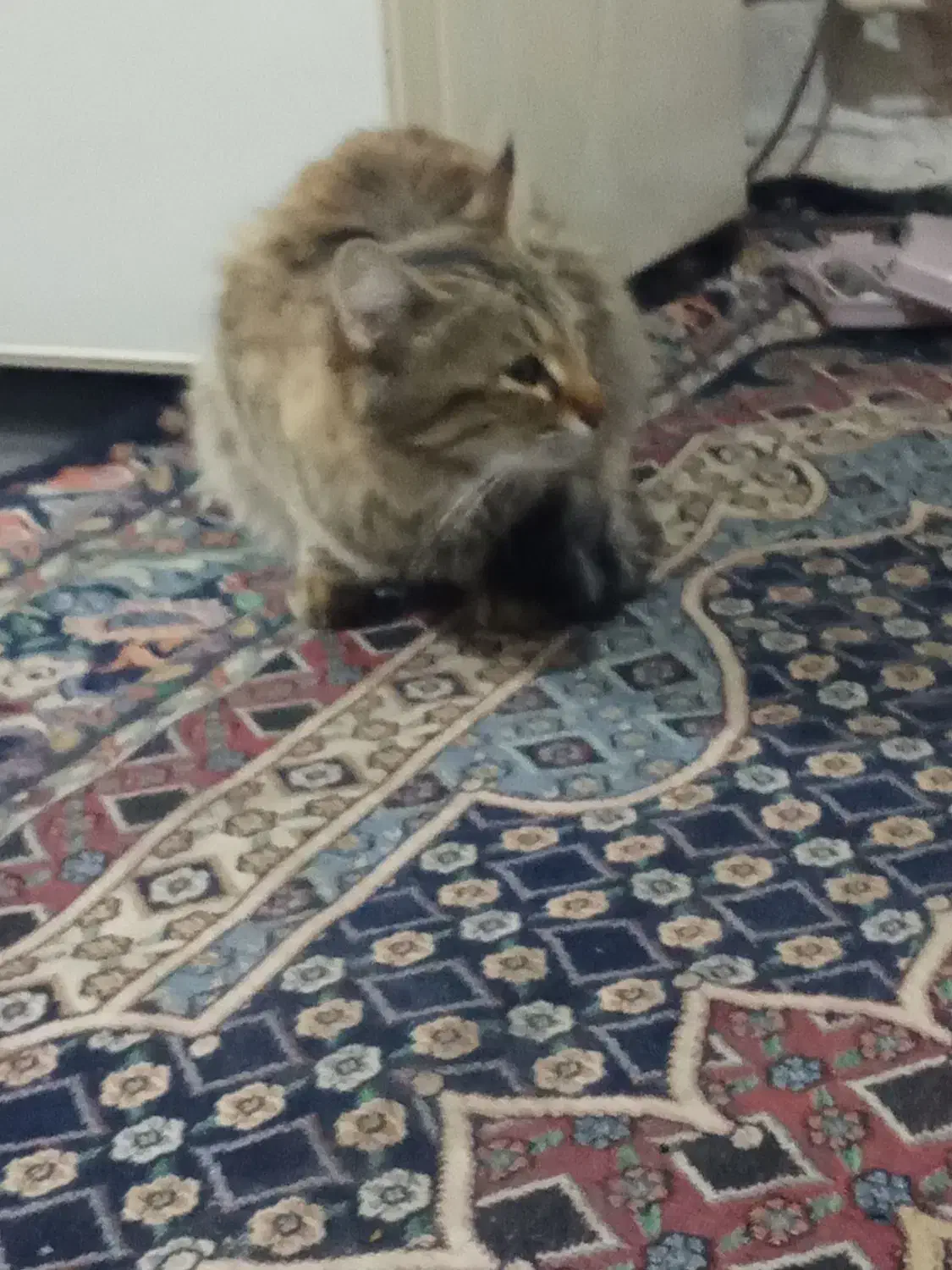 واگذاری گربه|گربه|بندرعباس, |دیوار