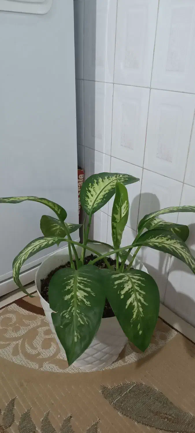 گل آپارتمانی|گل و گیاه طبیعی|اقبالیه, |دیوار