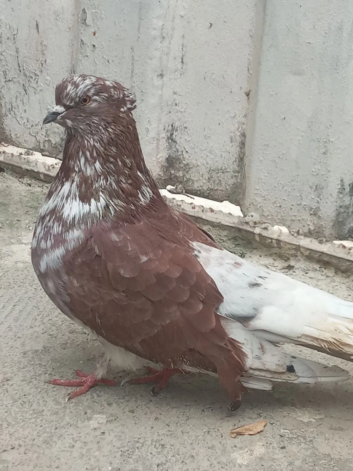 کفتر|پرنده|گرگان, |دیوار