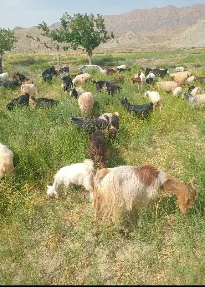 گوسفند|حیوانات مزرعه|سربیشه, |دیوار