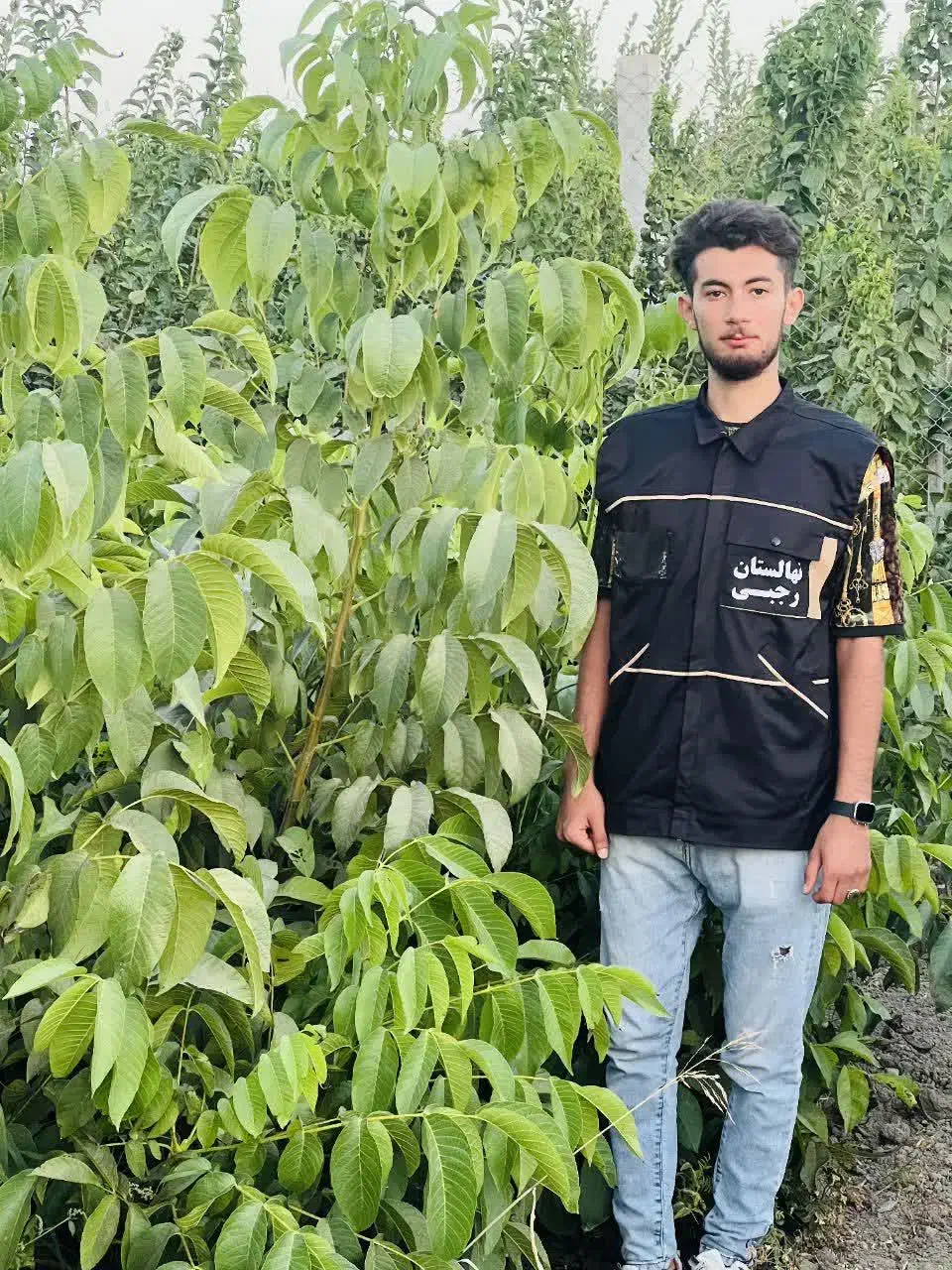 تولید و فروش نهال گردو جمال پیوندی|خدمات باغبانی و درختکاری|ارجمند, |دیوار