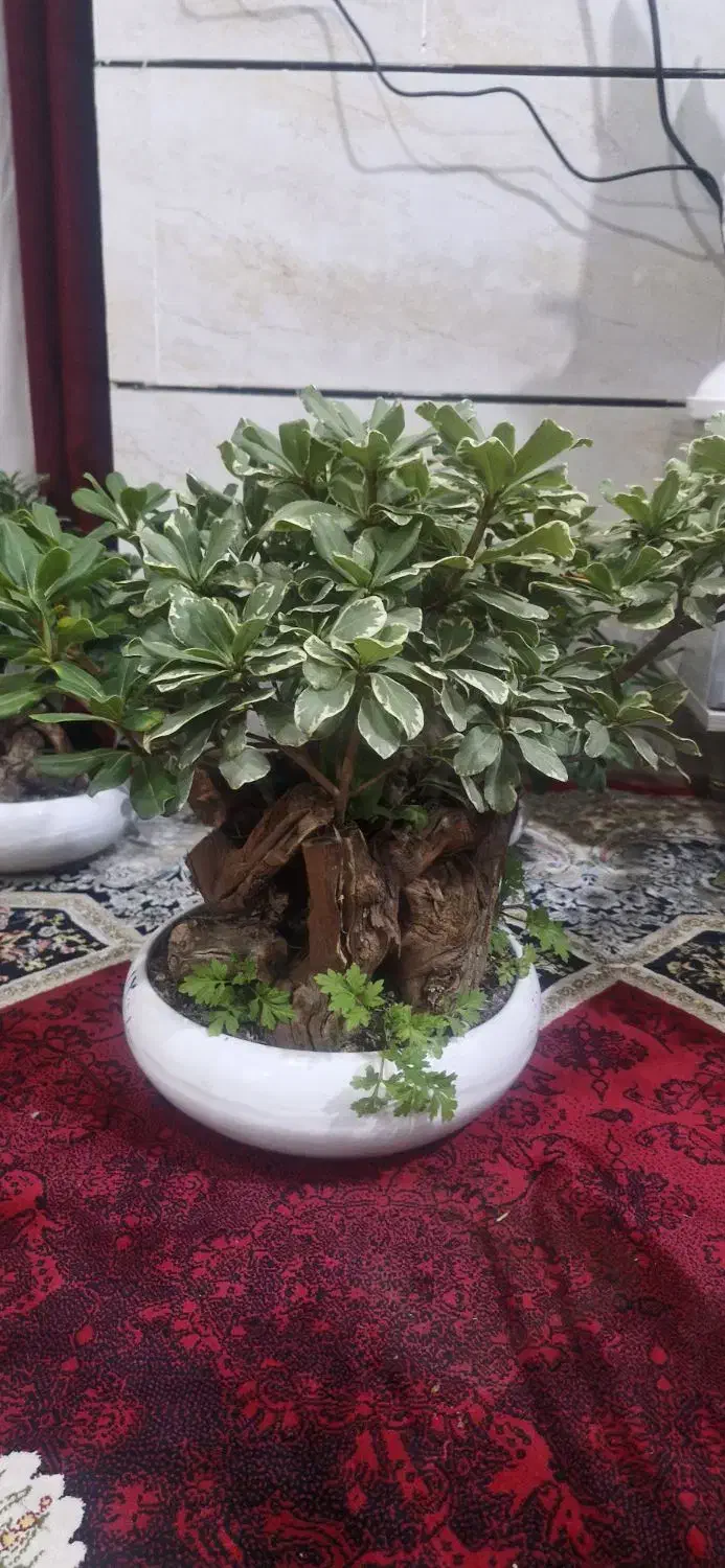 بونسای ابلغ خارجی|گل و گیاه طبیعی|اهواز, کمپلو جنوبی|دیوار