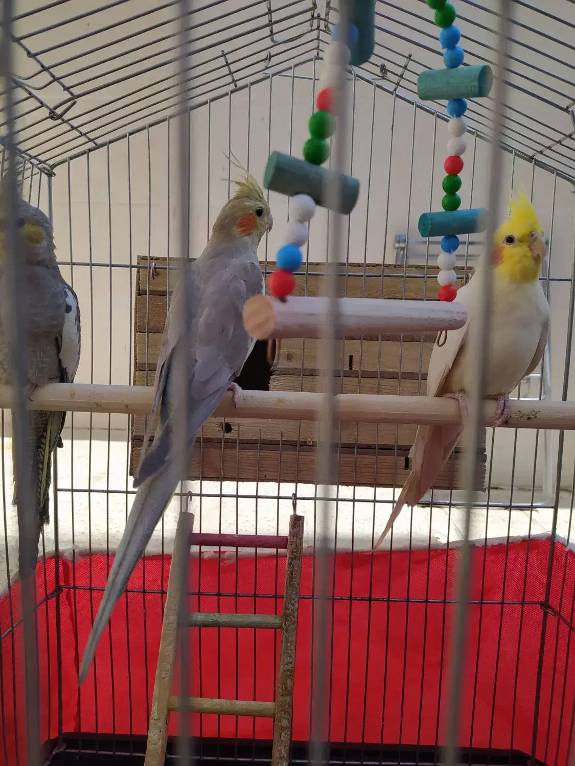 عروس هلندی|پرنده|الیگودرز, |دیوار