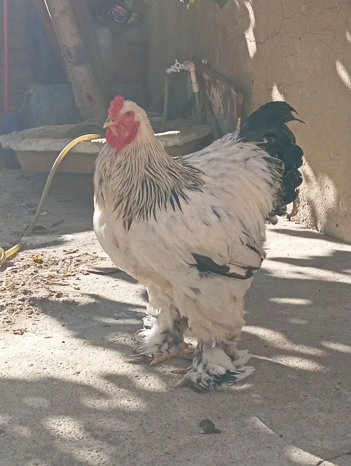 برهما  لایت|حیوانات مزرعه|بانه, |دیوار