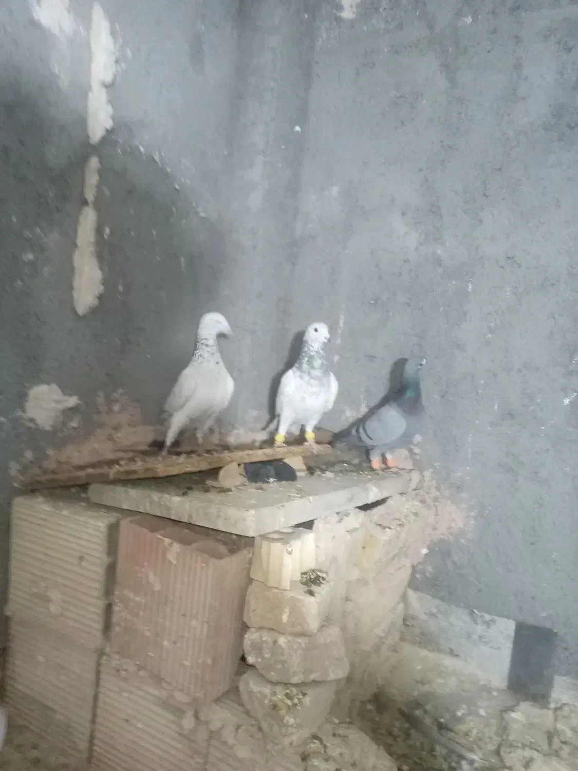 کبوتر پرشی صید|پرنده|اسفراین, |دیوار